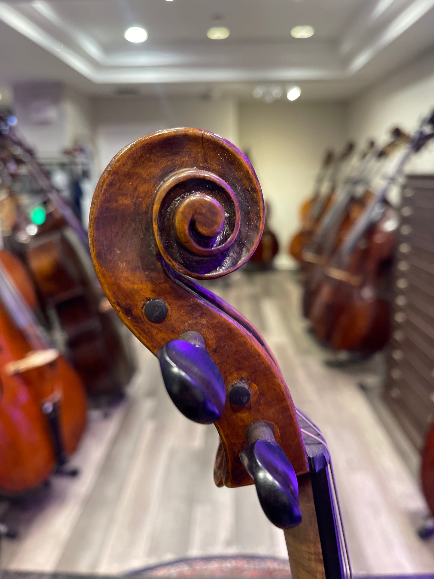 Modern Neopolitan Viola