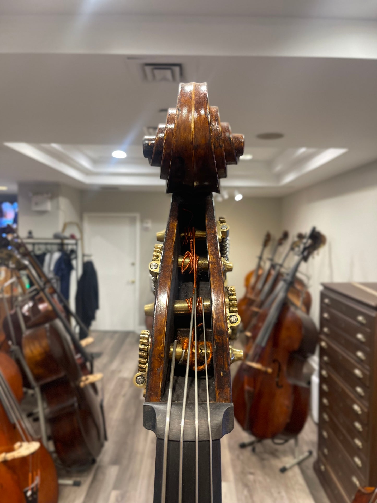 Kolstein Maggini Bass