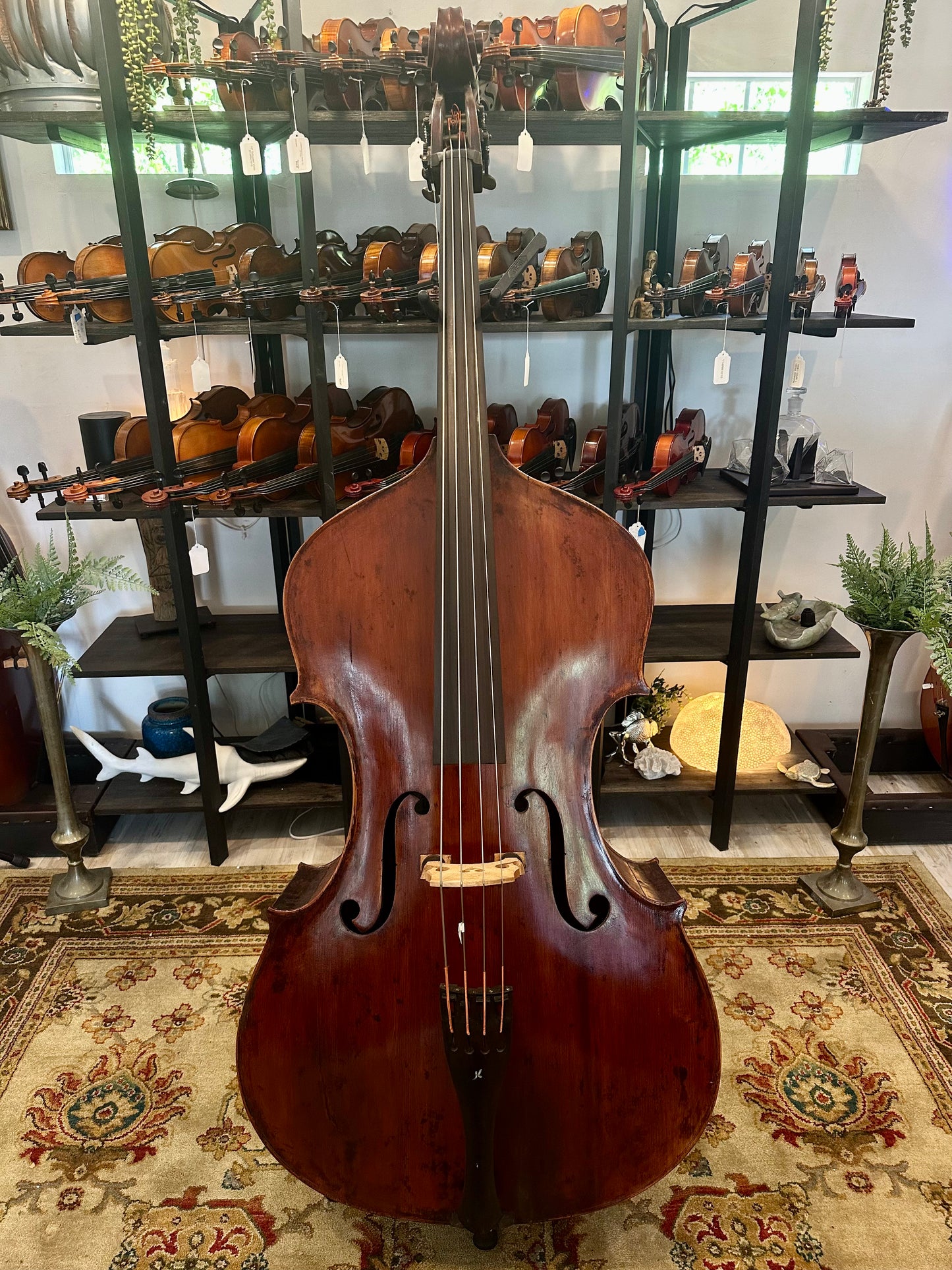 Kolstein Shop Montagnana Model Bass