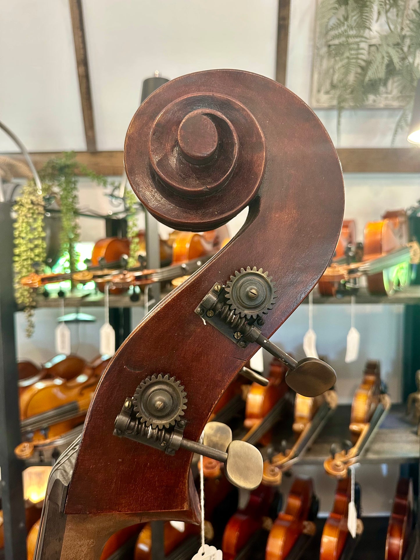 Kolstein Shop Montagnana Model Bass