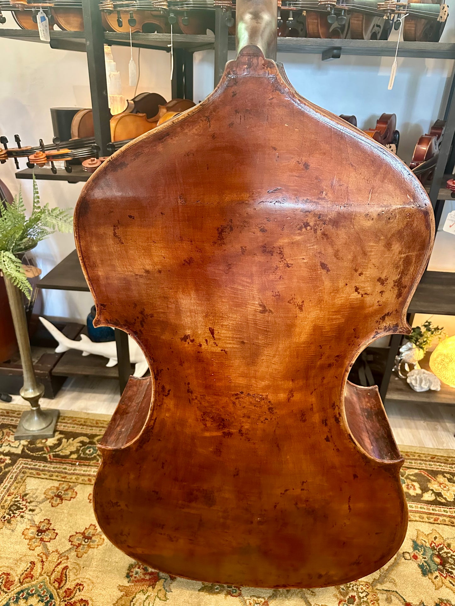 Kolstein Shop Montagnana Model Bass