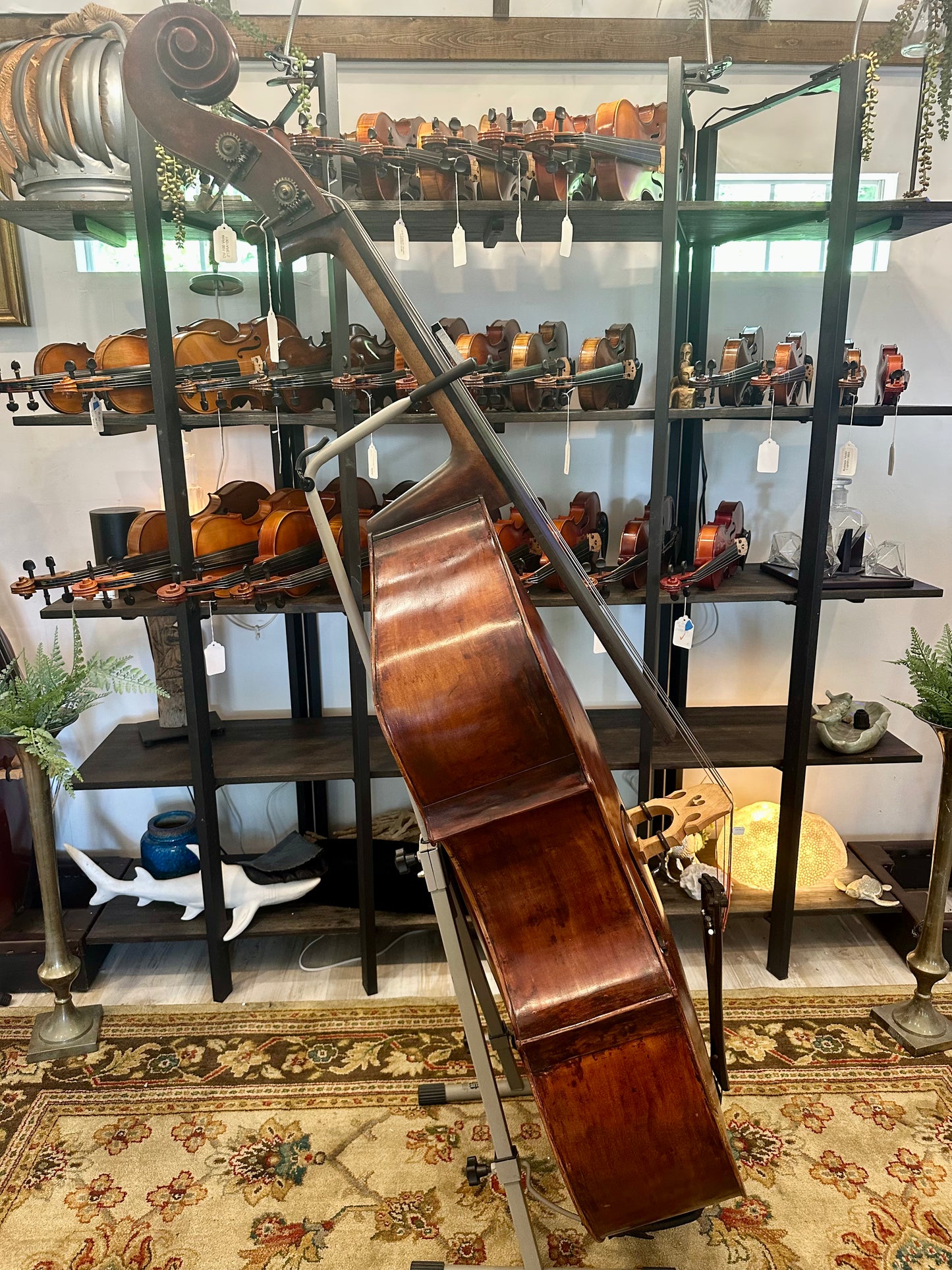 Kolstein Shop Montagnana Model Bass