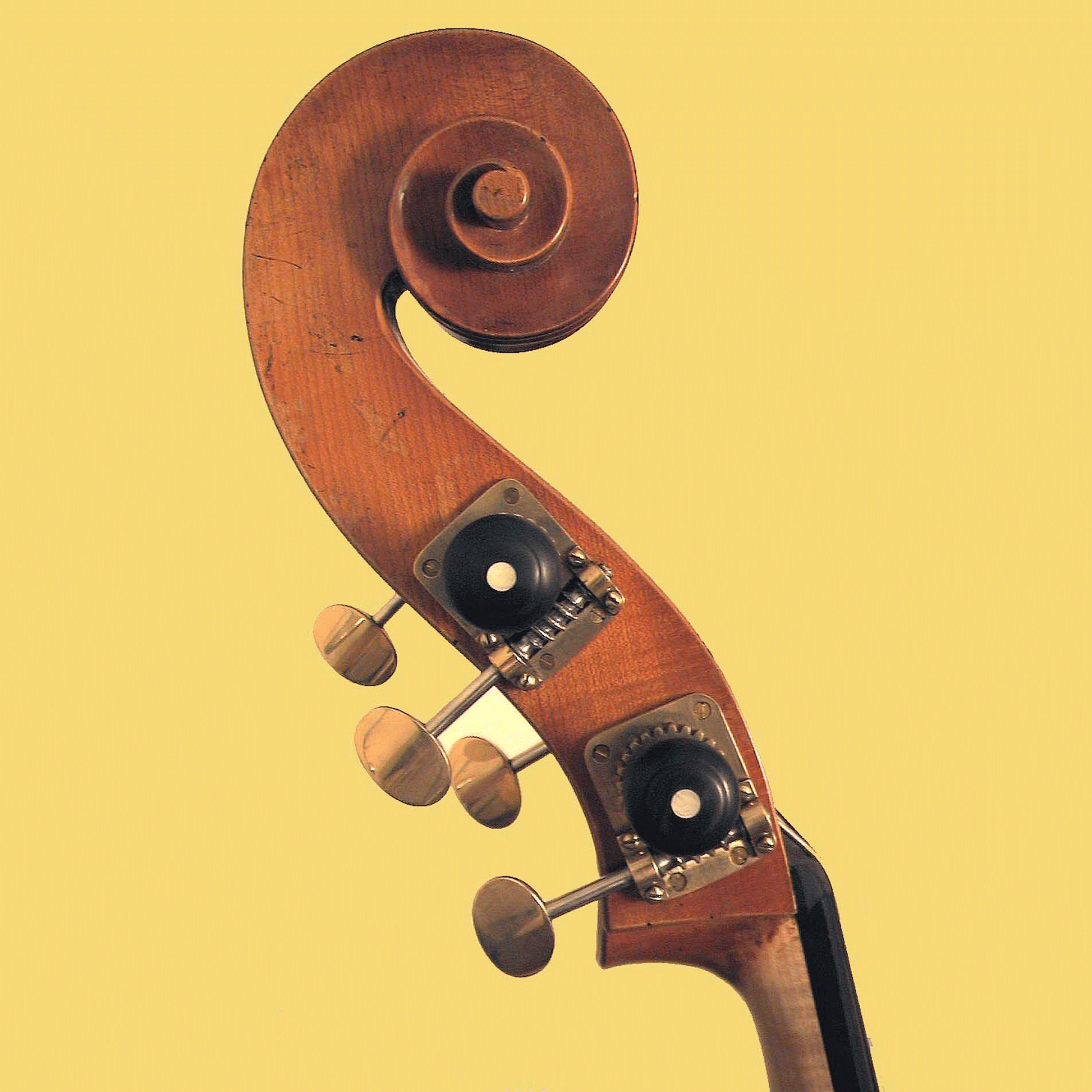 弦楽器 Bella Armonia MODELLI CONTROLATTIA A 弦楽器 Bella Armonia 弦楽器 Bella Armonia MODELLI CONTROLATTIA A 弦楽器 Bella Armonia